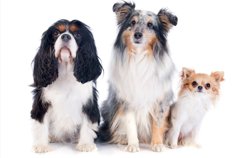 Каким будет налог на собак в 2026 году