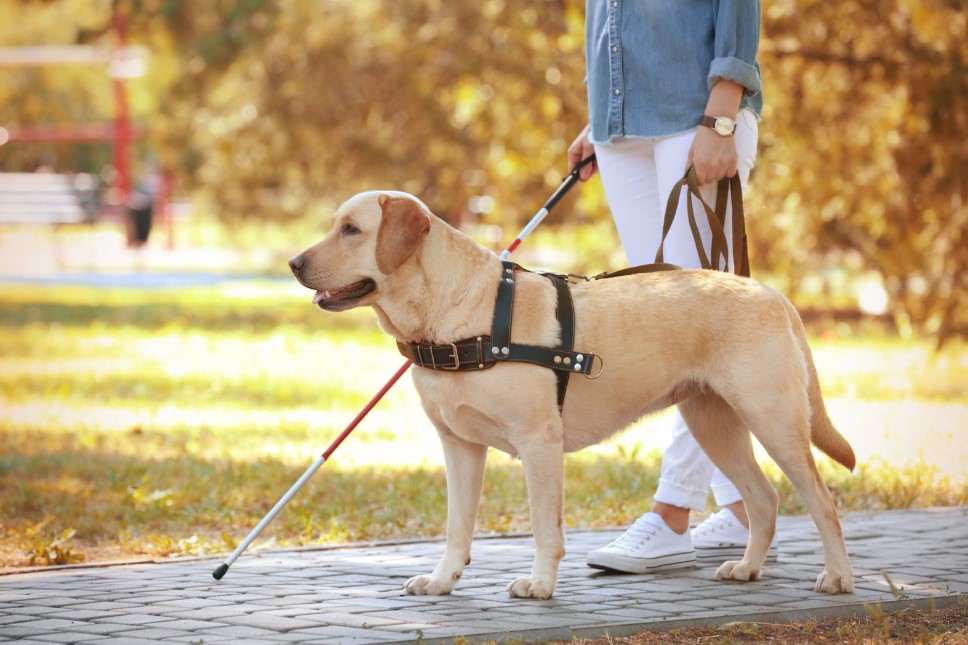 В МНС рассказали, кто освобожден от уплаты налога за владение собаками