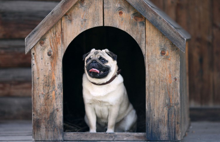Как будут вычислять тех, кто не платит налог на собак, и куда пойдут собранные деньги?