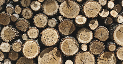 В Беларуси планируется перейти на электронные накладные при отгрузке круглых лесоматериалов с 1 сентября 2023 года