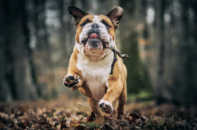 Что изменится в уплате налогов на собак в Минске