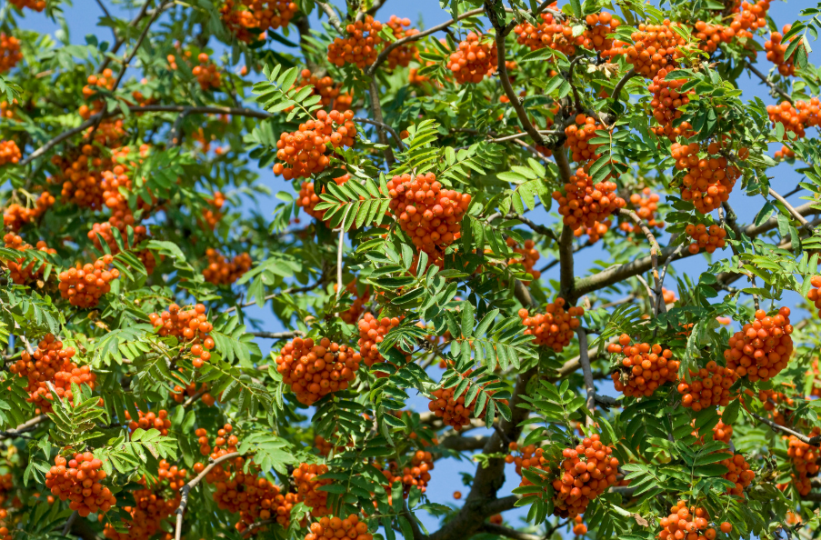 Налоговые консультанты отметили 7-летие создания профессионального сообщества высадкой рябин в Севастопольском парке г. Минска